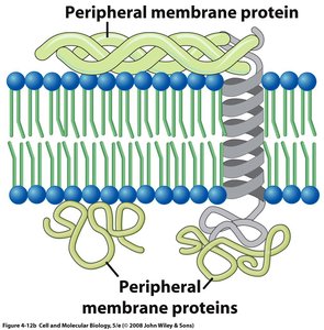 Peripheral membrane protein structure