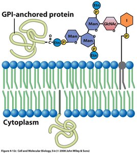 GPI-anchored protein structure