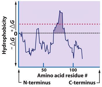 Hydropathy plot for transmembrane segment identification