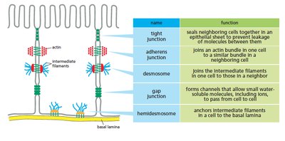 Diagram of cell junctions and their functions