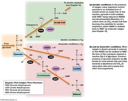 Fate of pyruvate under aerobic and anaerobic conditions