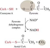 Pyruvate to acetyl-CoA reaction