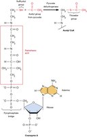 Structure of coenzyme A
