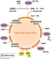 Citric acid cycle overview