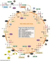 First steps of the citric acid cycle