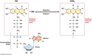 Succinate to fumarate step in the citric acid cycle