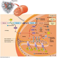Overview of aerobic respiration and mitochondrial processes