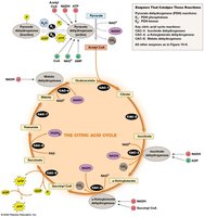 Key regulatory enzymes of the citric acid cycle