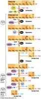 Fatty acid and glycerol metabolism