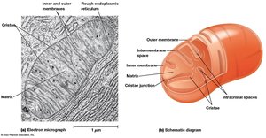 Mitochondrial structure and compartments