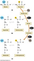 Amino acid catabolism and entry into energy metabolism