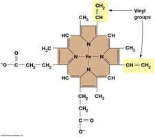 Structure of electron carriers