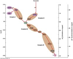 Electron transport chain complexes and proton pumping