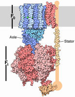 Structure of ATP synthase