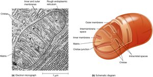 Cristae and inner mitochondrial membrane structure