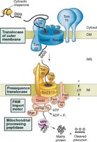Protein import into mitochondria via TOM and TIM complexes