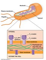 Bacterial cell structure and ATP synthase location