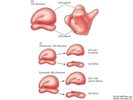 Prokaryotic and eukaryotic ribosome subunits