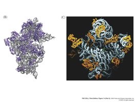 Ribosome structure