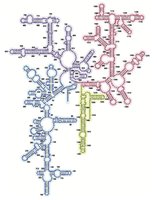 rRNA secondary structure