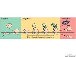 Translation process: initiation, elongation, termination
