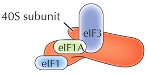 Initiation factor binding to 40S subunit