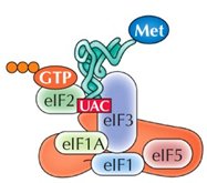 Initiation complex with tRNAimet