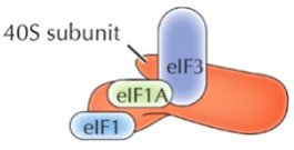 Initiation complex scanning mRNA