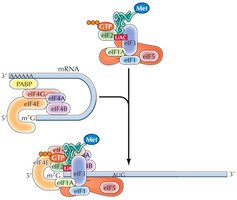 Ribosome scanning mRNA for AUG