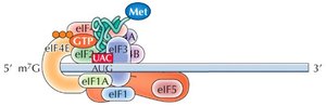 Ribosome locating AUG start codon