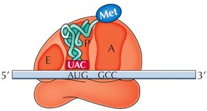 Large ribosomal subunit binding after eIF release