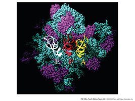 Ribosome tRNA binding sites
