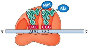 Elongation: tRNA enters A site