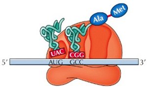 Elongation: ribosome translocation