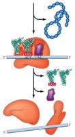 Termination: release of polypeptide and ribosome dissociation