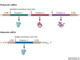 Polycistronic vs. monocistronic mRNA