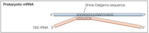 Prokaryotic Shine-Dalgarno sequence