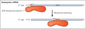 Eukaryotic ribosome scanning for AUG