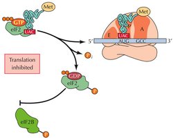 Translation inhibition via eIF-2 phosphorylation