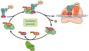 Translation inhibition mechanism
