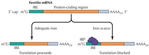 Ferritin mRNA regulation by iron