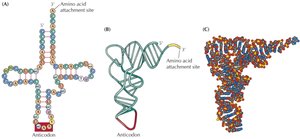 tRNA structure details