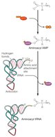 Aminoacyl tRNA synthetase mechanism