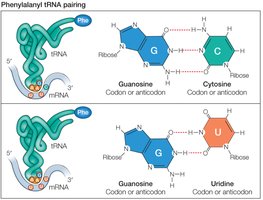 Phenylalanyl tRNA pairing