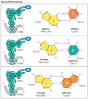 Alanyl tRNA pairing