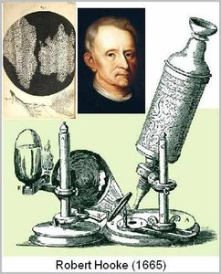Robert Hooke's microscope and early cell drawings