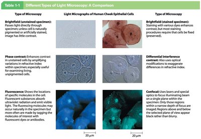 Table comparing different types of light microscopy