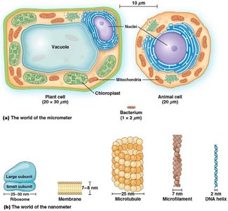 Diagram comparing the size of plant and animal cells, bacteria, and subcellular structures