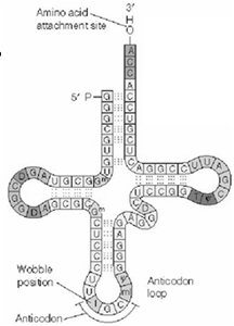 tRNA cloverleaf structure showing anticodon and wobble position