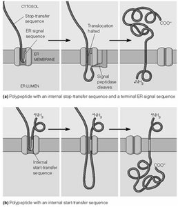 Transmembrane protein topology with multiple membrane-spanning domains